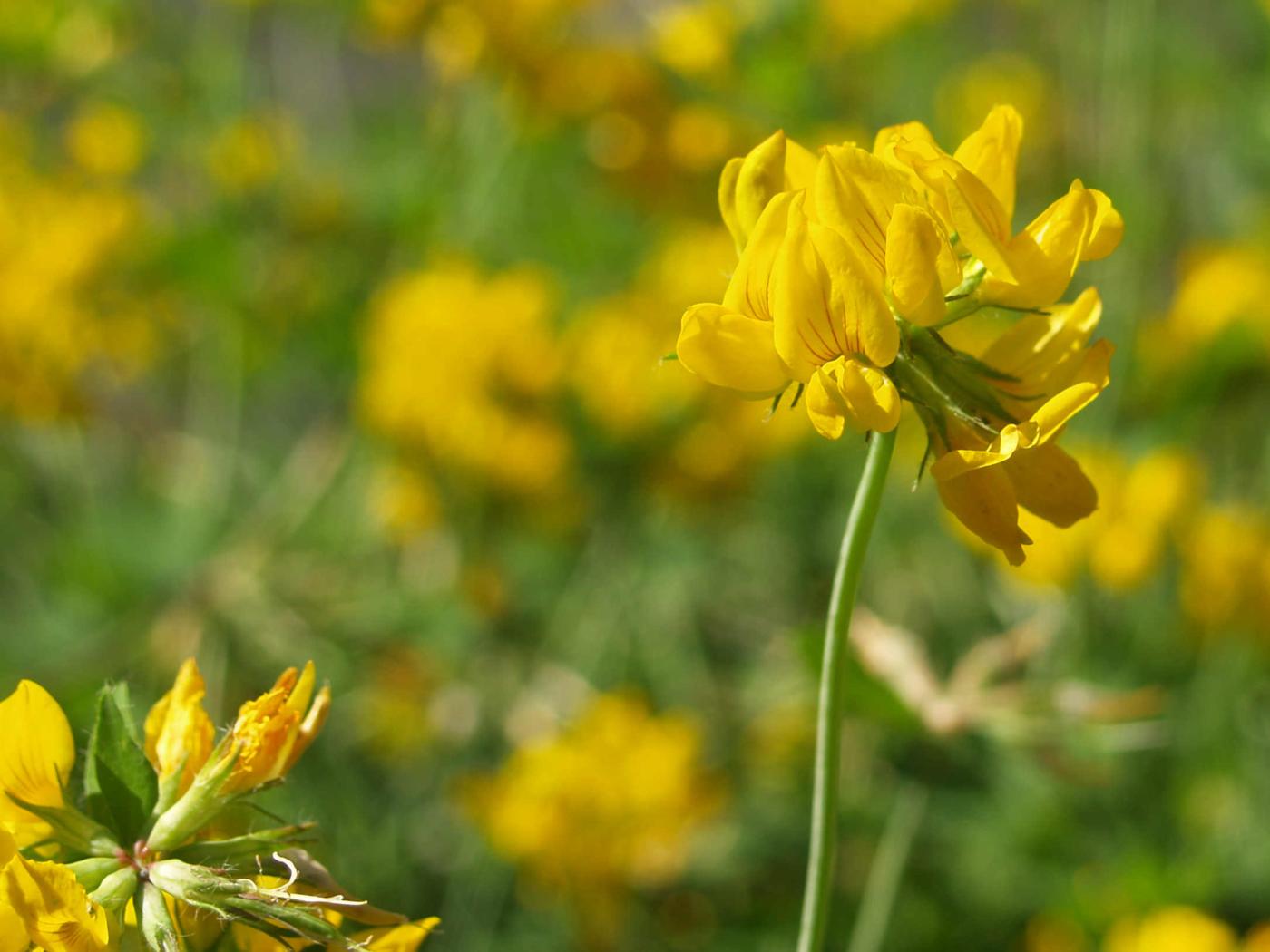 Bird's-foot trefoil, Greater flower